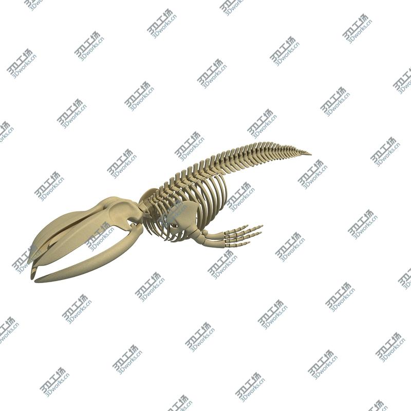 images/goods_img/2021040161/Blue Whale Skeleton/2.jpg